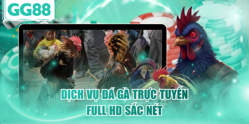 Dịch vụ đá gà trực tuyến full HD sắc nét